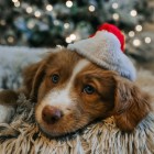 Viis levinumat pühadeaegset põlengualgatajat