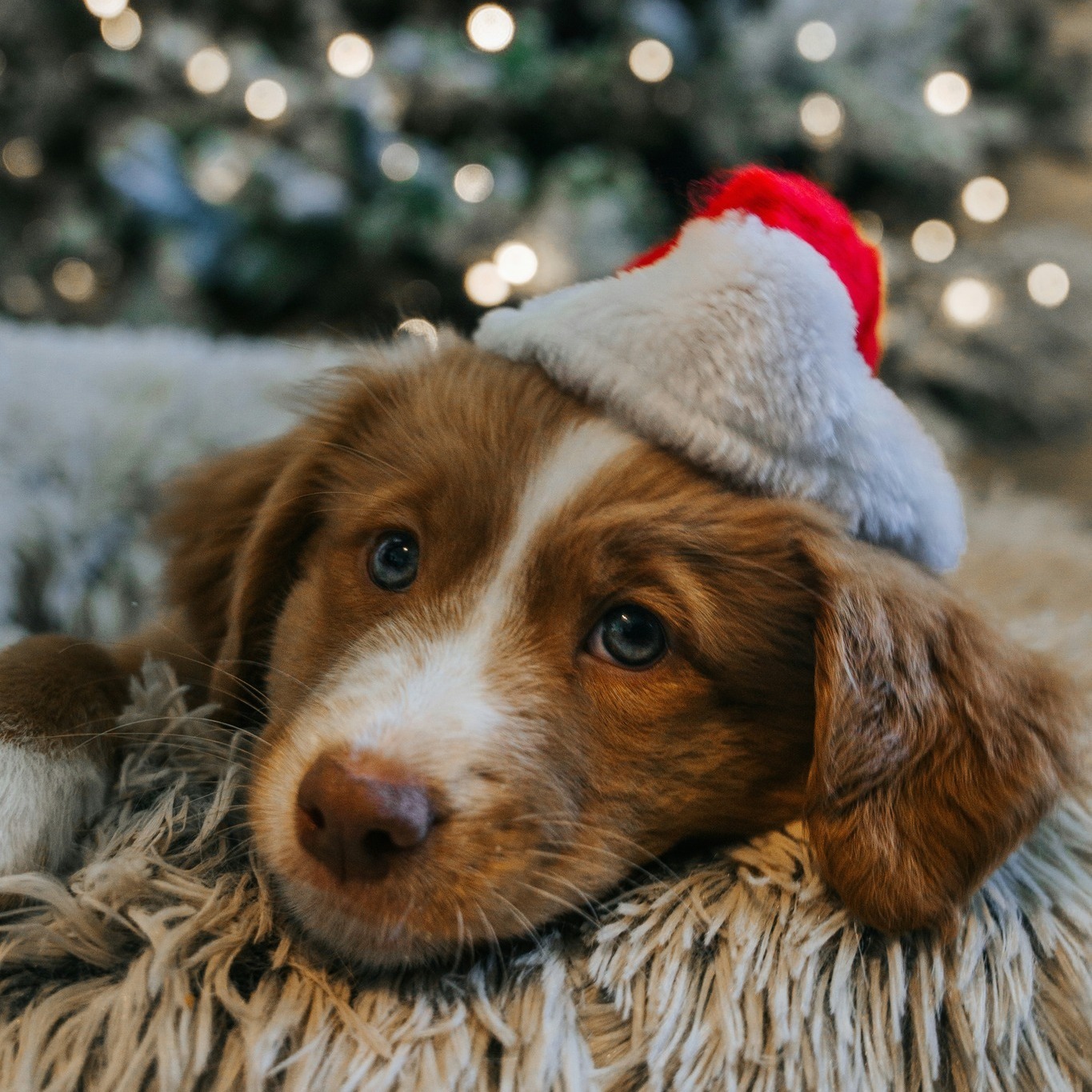 Pühade ajal loeb teadmine, et oled oma lähedaste eest hoolitsenud.  Turvatunne on kingitus nii perele kui ka lemmikutele. Vaata lähemalt: www.seesam.ee