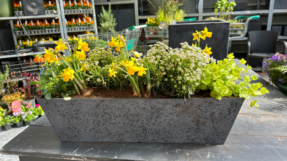 Õitsev kevad konteineris: kuidas alustada ja mida arvestada 4
