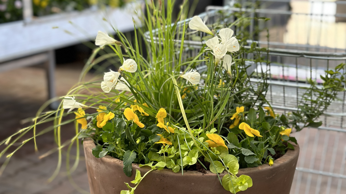 Õitsev kevad konteineris: kuidas alustada ja mida arvestada 2