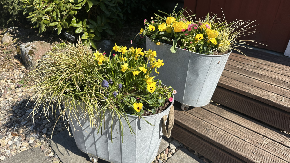 Õitsev kevad konteineris: kuidas alustada ja mida arvestada 14