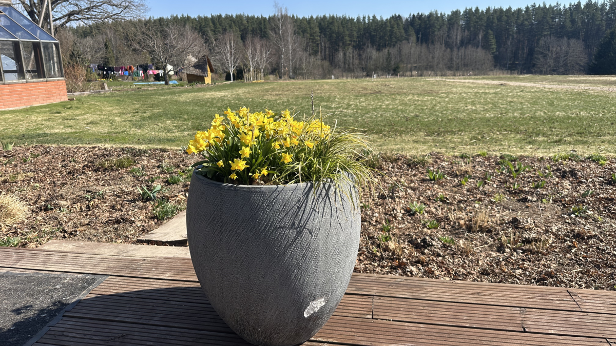 Õitsev kevad konteineris: kuidas alustada ja mida arvestada 10
