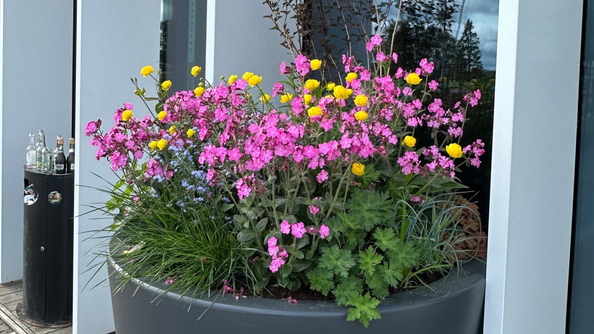 Õitsev kevad konteineris: kuidas alustada ja mida arvestada 9