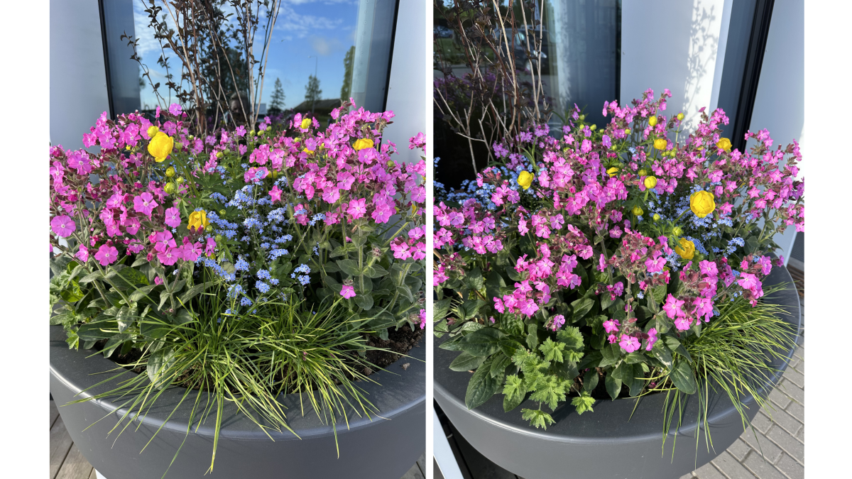 Õitsev kevad konteineris: kuidas alustada ja mida arvestada 8