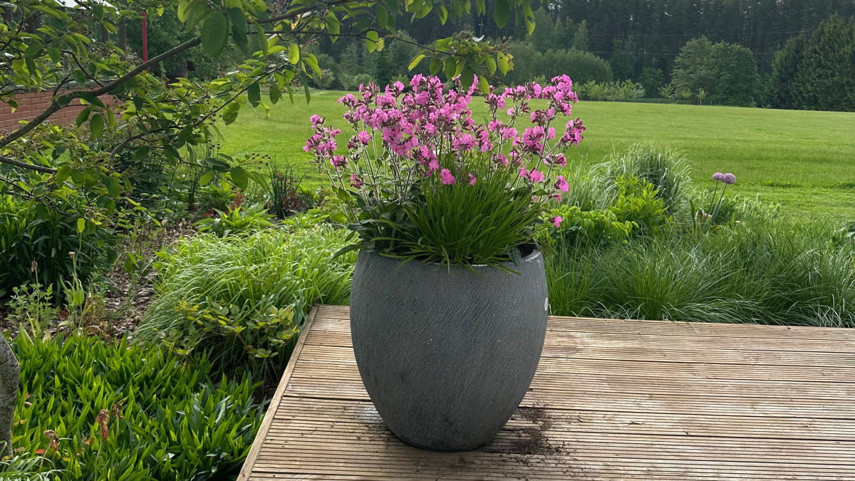 Õitsev kevad konteineris: kuidas alustada ja mida arvestada 7