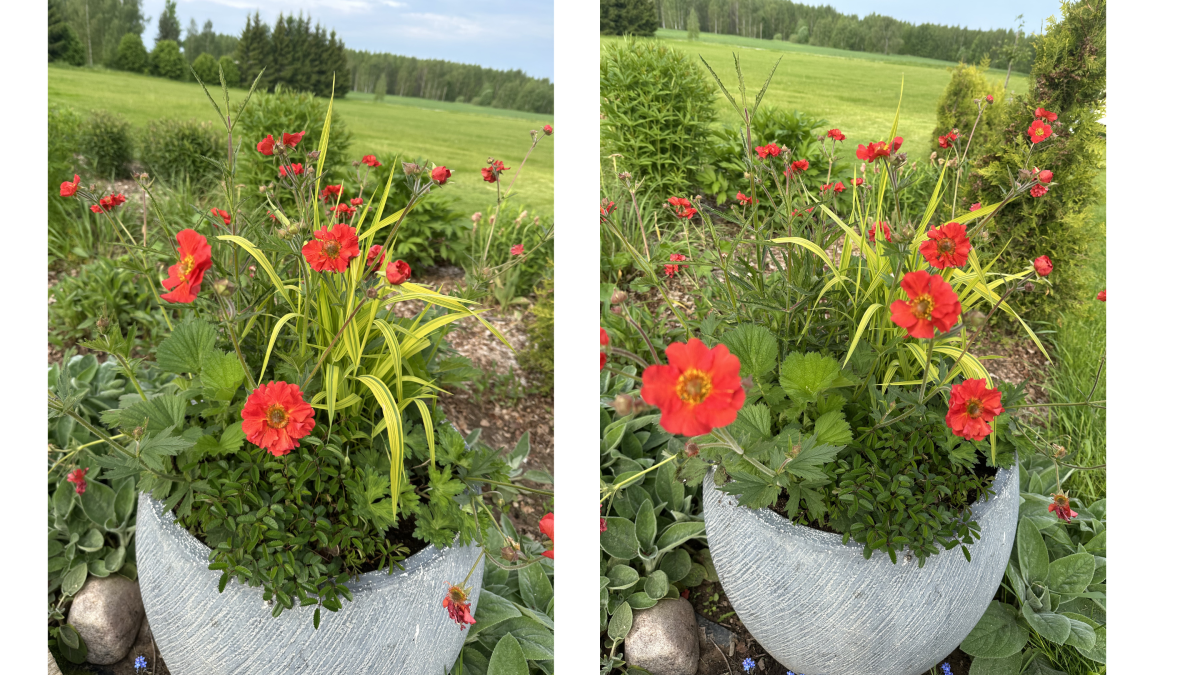 Õitsev kevad konteineris: kuidas alustada ja mida arvestada 6