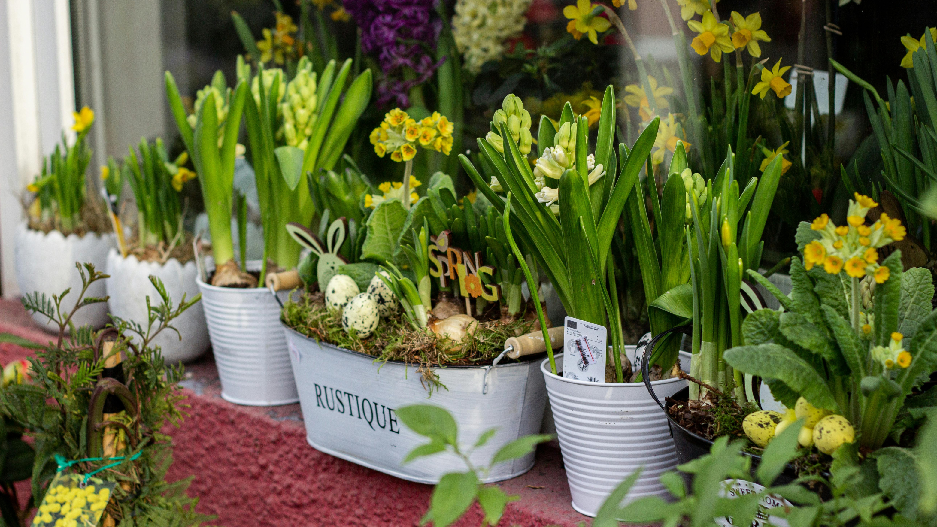 Õitsev kevad konteineris: kuidas alustada ja mida arvestada