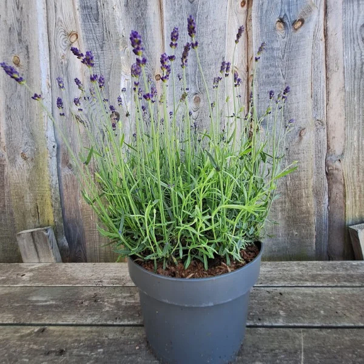 Tähklavendel Hidcote C1,5. Tähklavendel ‘Hidcote’ on väga populaarne ja auhinnatud sort. See lavendel õitseb väga pikalt ja rikkalikult. Õied on lillakassinised, lehestik hallikasroheline. Peale õitsemist tuleb taimed tagasi lõigata, et säilitada puhma kompaktsus ning kutsuda esile teine õitsemine.  2