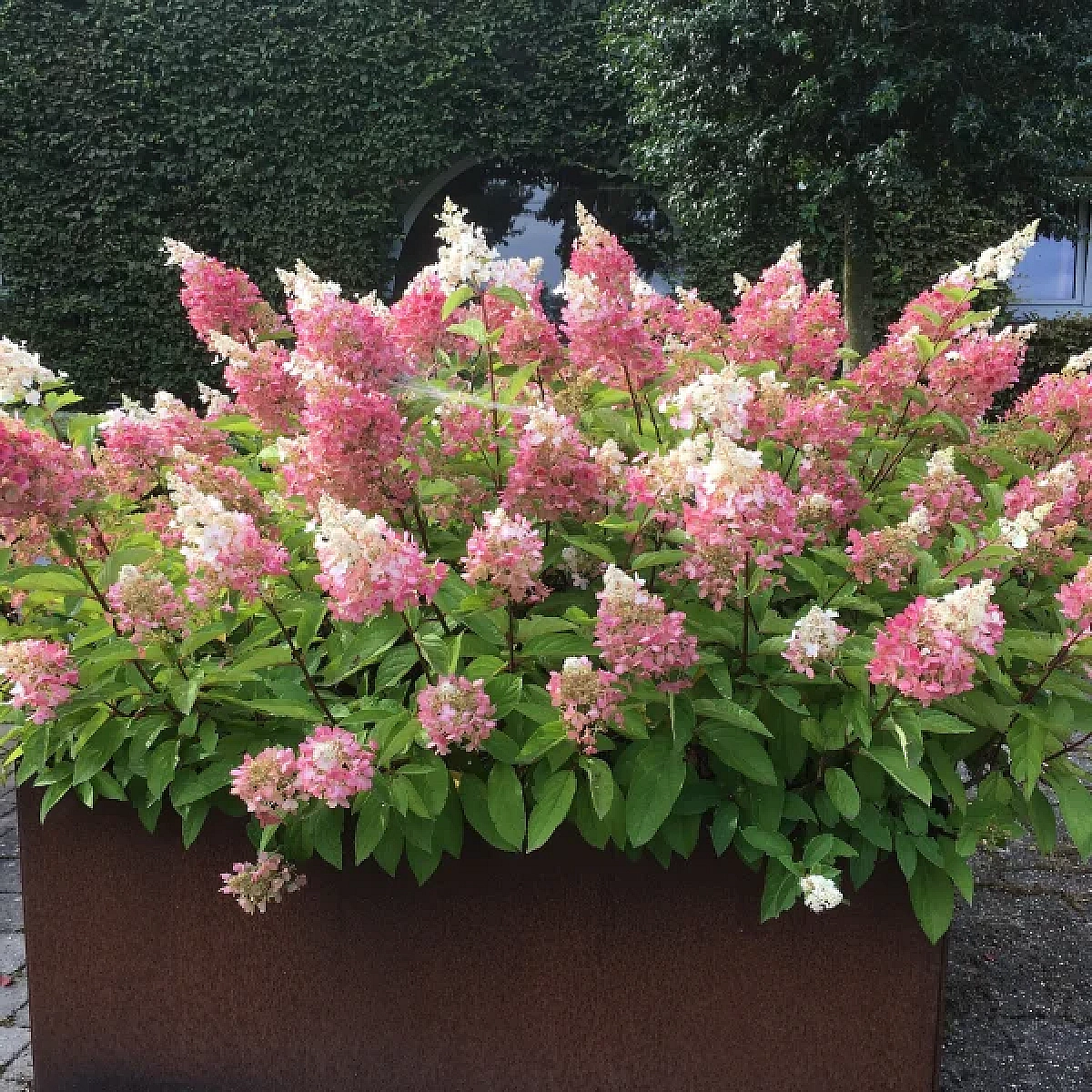 Aedhortensia Candlelight (Hpopr013) C10 tüvel Küünlakujulised õied on algul kreemikasvalged, muutuvad sügiseks roosaka jumega ning hiljem sügavroosaks. Kasvuks eelistab päikeselist või osalise varjuga kasvukohta ning hea drenaažiga parasniisket, kergelt happelist, huumus- ja toitainerikast mulda. 4