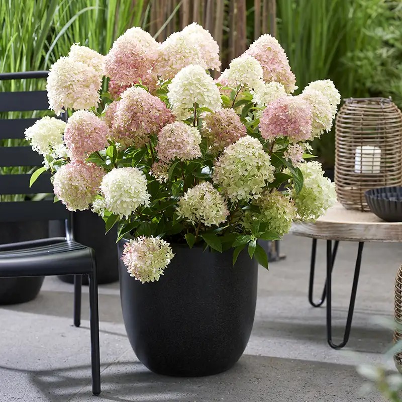 Rõdude ja terrasside rohelusse uputamine on uus normaalsus – aedhortensiad, mustikad ja tääkliiliad potis