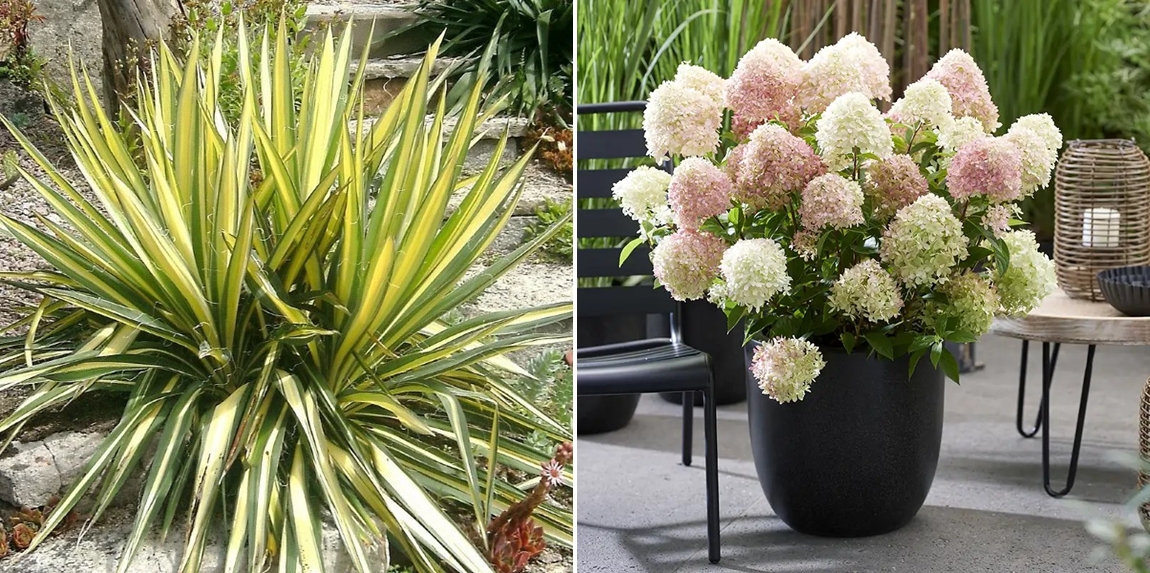 Rõdude ja terrasside rohelusse uputamine on uus normaalsus – aedhortensiad, mustikad ja tääkliiliad potis