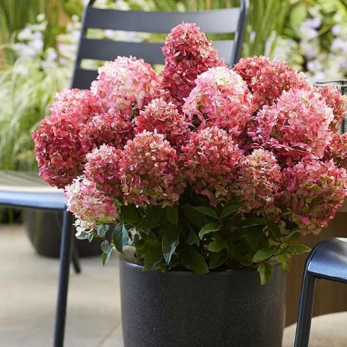 Aedhortensia LIVING Little Rosy® on väike ja kompaktne sort, mis sobib hästi konteinerisse. Taim kasvab umbes 70 cm laiuseks ja 70 cm kõrguseks, õitseb kuni 100 päeva ning talub külma kuni –30 °C. Kreemikasvalged õied muutuvad õitsemise lõpuks tumeroosaks. Sort on pälvinud GOLD KVBC auhinna. 1