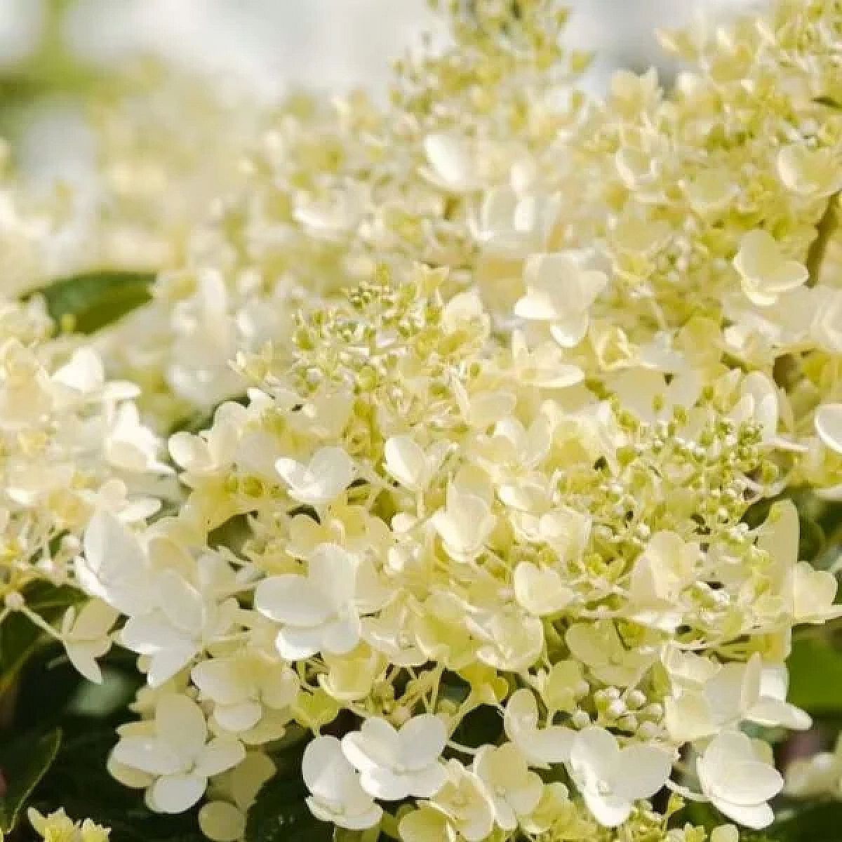 Aedhortensia Living Milk & Honey® Kuni 110 cm lai ja 90 cm kõrge sort õitseb kuni 100 päeva, talub kuni -30 kraadi ning sobib hästi konteinerisse. Kreemikasvalged ja tumeroosad õied mõjuvad rikkalikult ning osa neist on fertiilsed, meelitades ligi liblikaid ja mesilasi. Tumeroheline lehestik annab sordile veel lisailmet. 5