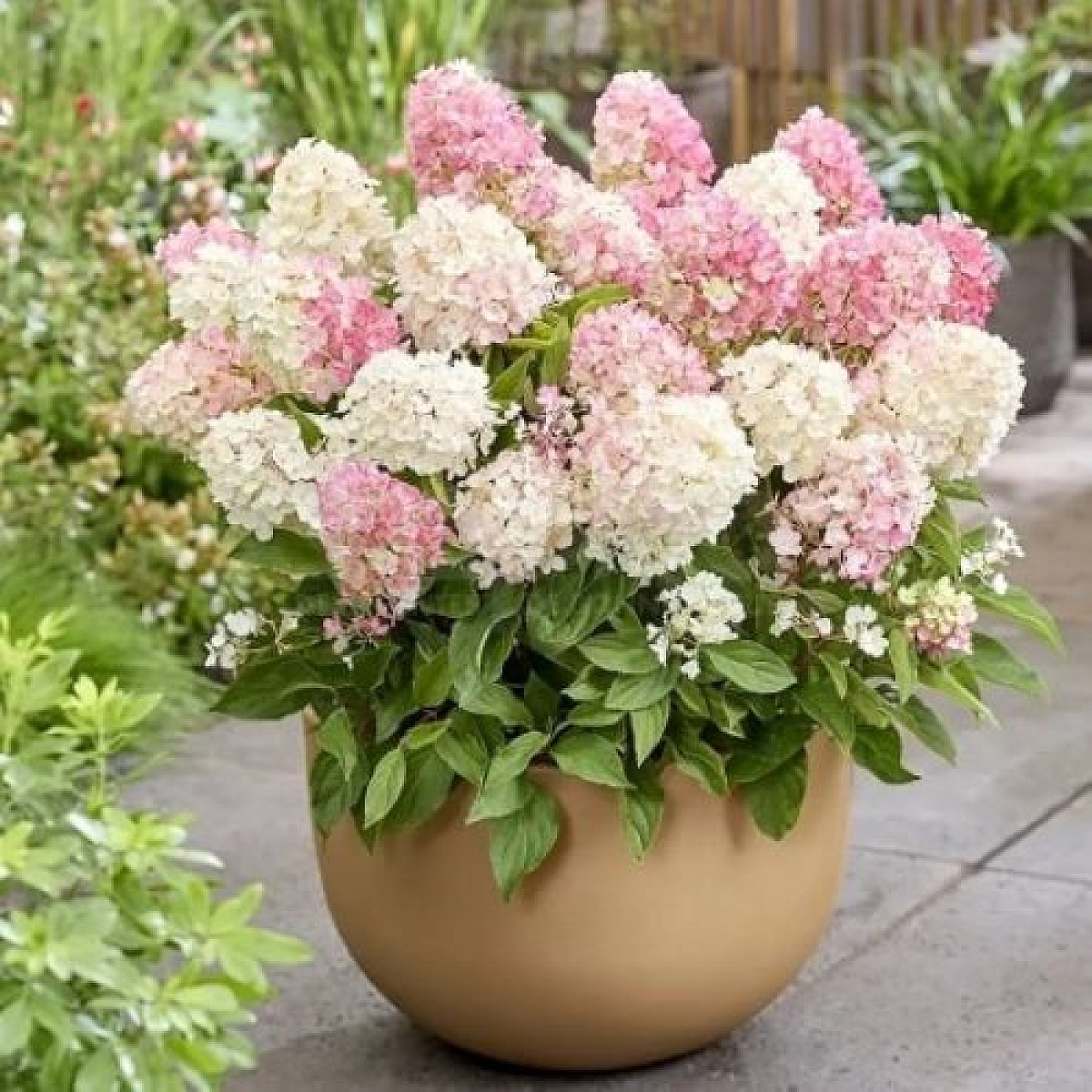 Aedhortensia Living Little Love®. 80 cm lai ja 90 cm kõrge sort õitseb kuni 100 päeva, talub kuni -30 kraadi ning õite toon liigub rohelise, kreemika ja roosa vahel. 2