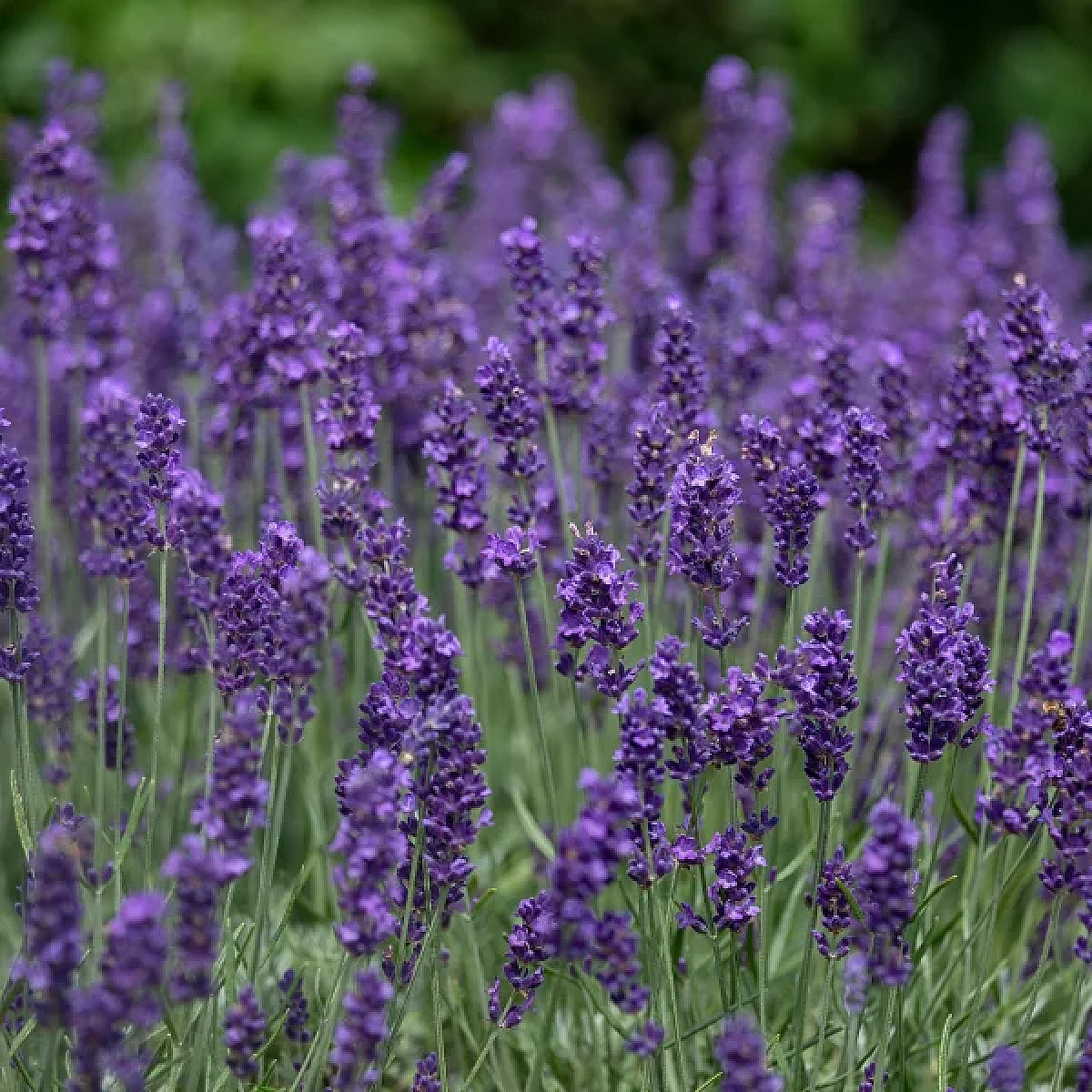 Tähklavendel Hidcote C1,5. Tähklavendel ‘Hidcote’ on väga populaarne ja auhinnatud sort. See lavendel õitseb väga pikalt ja rikkalikult. Õied on lillakassinised, lehestik hallikasroheline. Peale õitsemist tuleb taimed tagasi lõigata, et säilitada puhma kompaktsus ning kutsuda esile teine õitsemine.  1