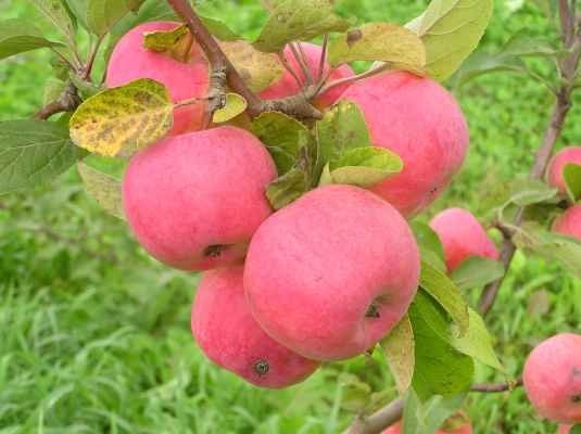 8 - PÄIDRE PUUKOOL яблони, груши, сливы, вишня кислая
