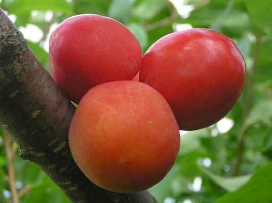 16 - PÄIDRE PUUKOOL omena-, päärynä-, luumu-  ja kirsikkapuut