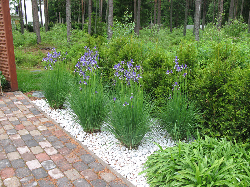 KIVISILLA OÜ aia- ja maasikukujundus