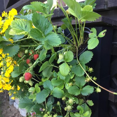20 - GroWert OÜ growing vertically, flower walls