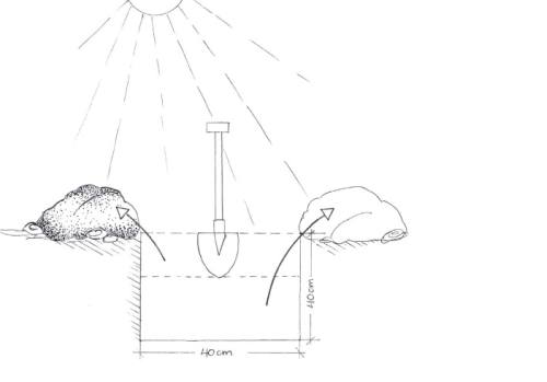 Roosile augu kaevamine