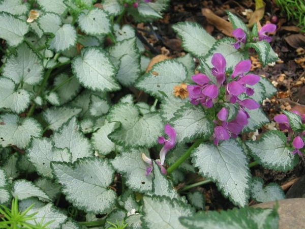 • Täpiline iminõges – Lamium maculatum