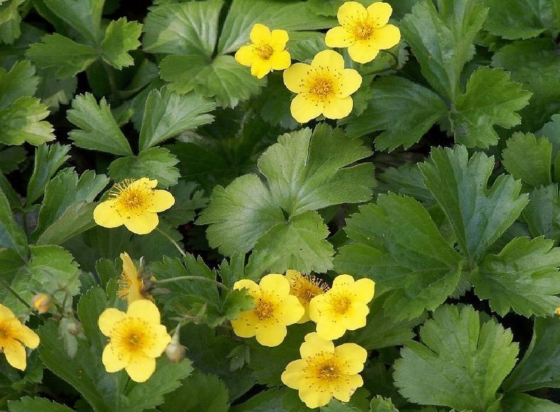  • Siberi valdsteinia – Waldsteinia ternata