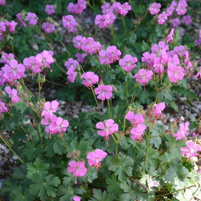 • Viljatu kurereha - Geranium cantabrigense