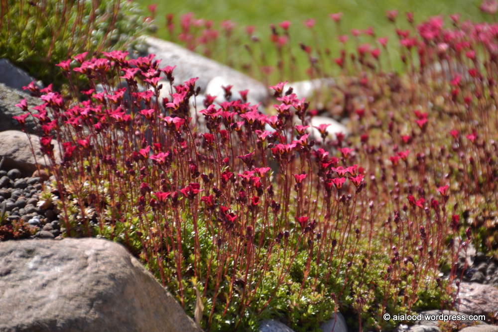  • Varjukivirik – Saxifraga umbrosa