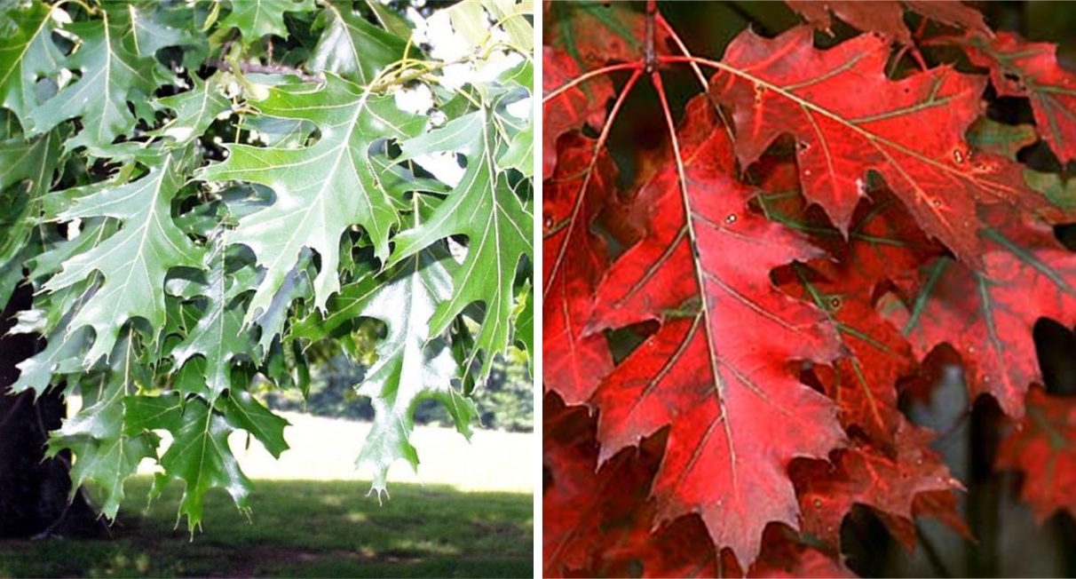 Punane tamme Quercus rubra - foto: Neeva Aed