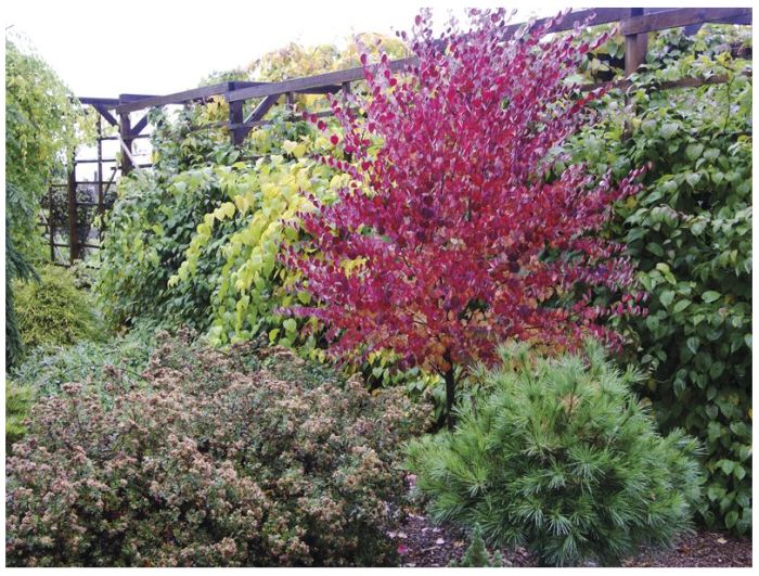 Jaapani juudapuulehik Cercidiphyllum japonicum.