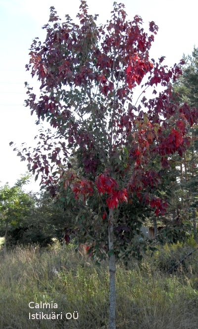 Punane vaher Acer rubrum - Calmia Istikuäri