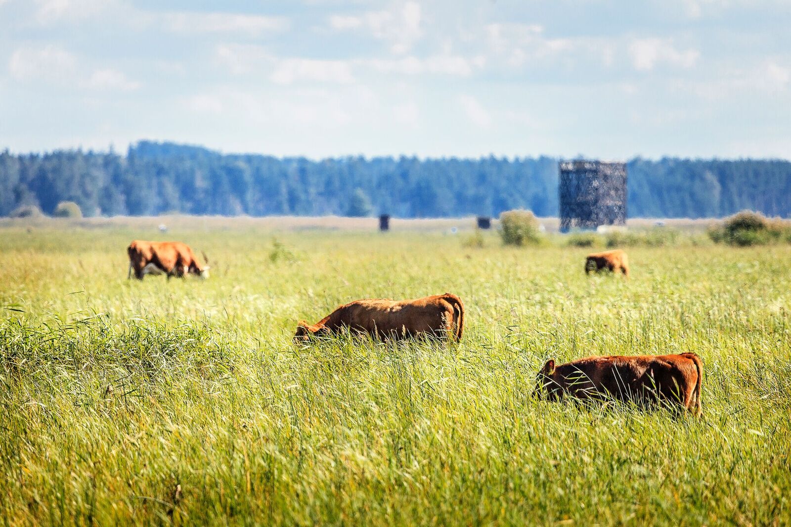 Aasta Avalik Ruum -  Linnalehmade projekt Pärnus