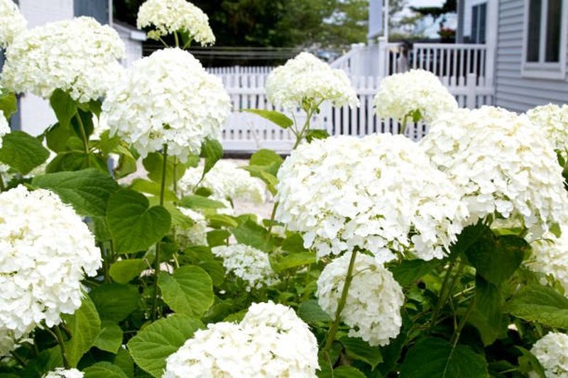 Blossom Of White Hydrangea Hortensia In A Garden, Istockphoto.com