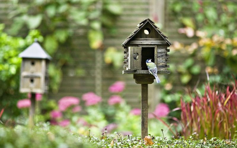 Why you need a bird house telegraph.co.uk