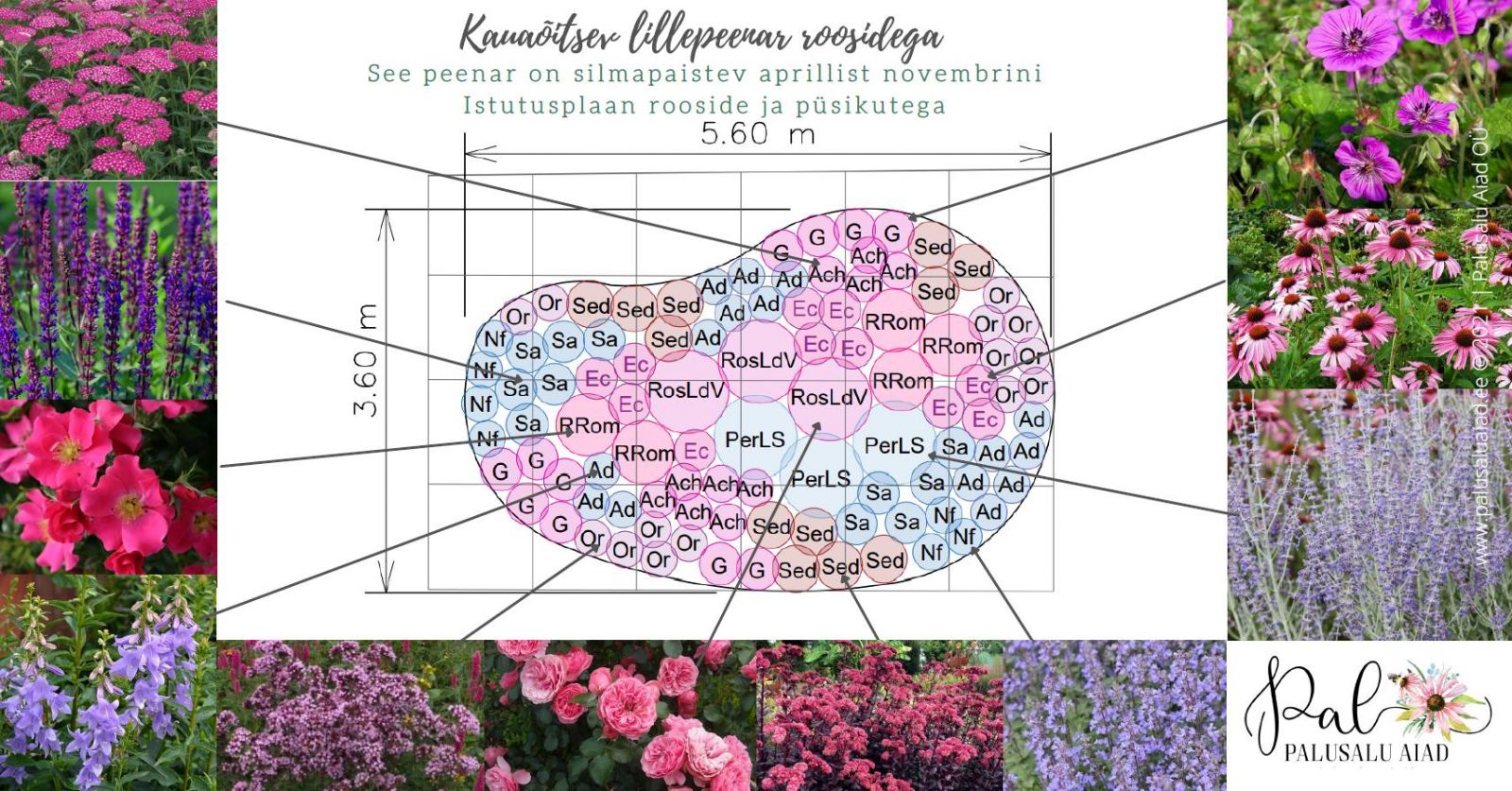 Püsilillepeenra istutusplaan koos roosidega