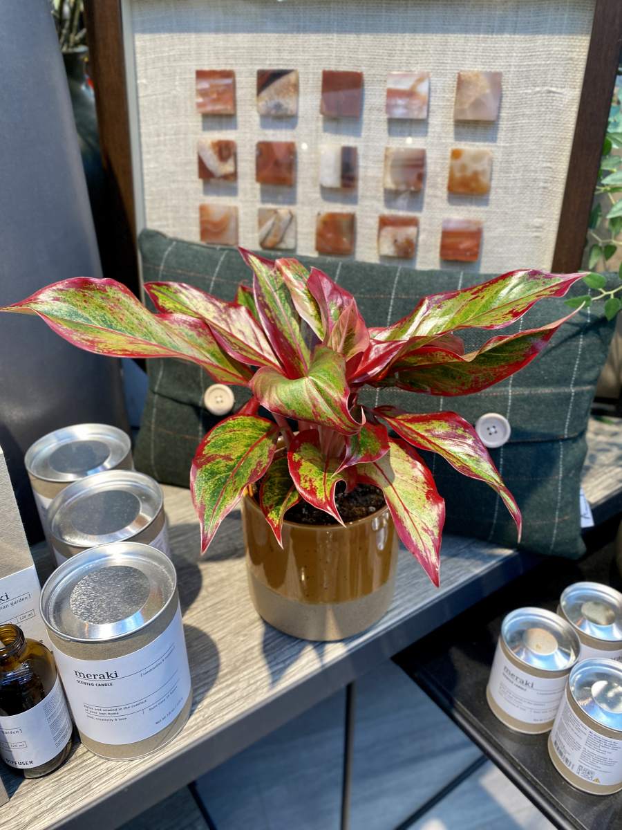 Aglaoneema ‘Creed Flame’